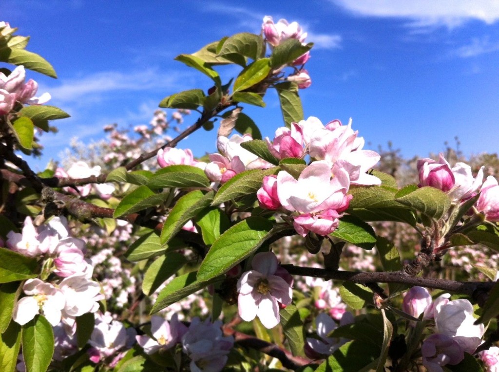 Apfelbaumblüte am Bodensee