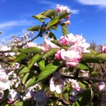 Apfelbaumblüte am Bodensee