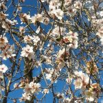 FRÜHLING AM BODENSEE